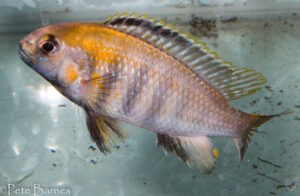 Tropheops sp. 'weed' Itungi